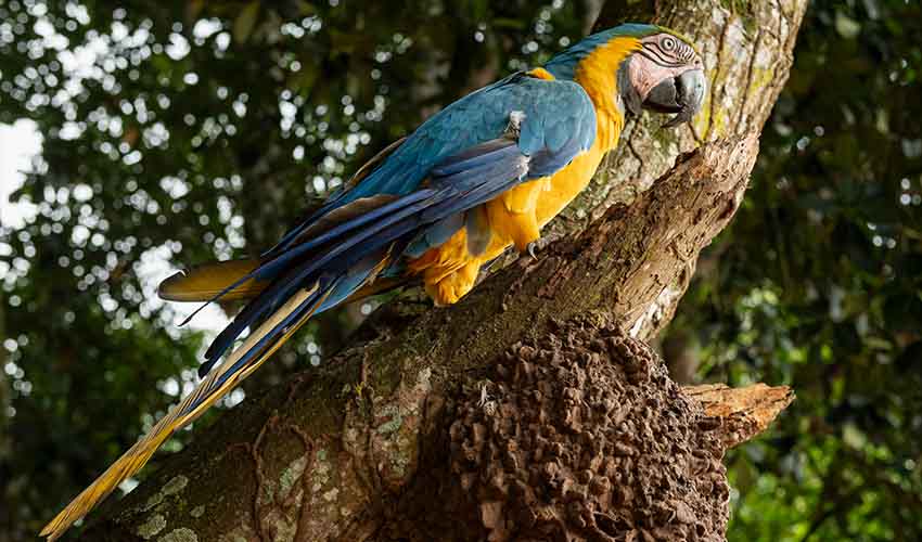 Illustration of Blue-Throated Macaw Habitat Cage